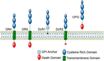 TRAIL and its receptors in cardiac diseases